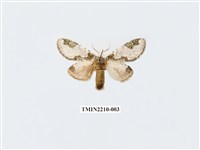 藏品(白斑舟蛾)的圖片